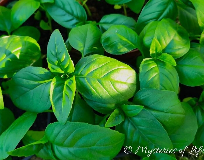 Bazylia pospolita w ogródku ziołowym