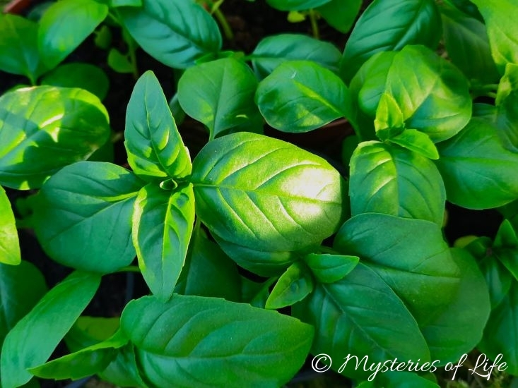 Bazylia pospolita w ogródku ziołowym