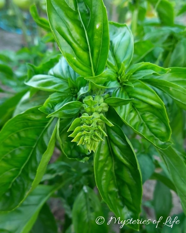 Bazylia przed kwitnieniem w ogródku ziołowym