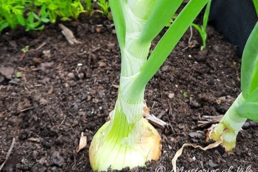 Cebula rosnąca na grządce.