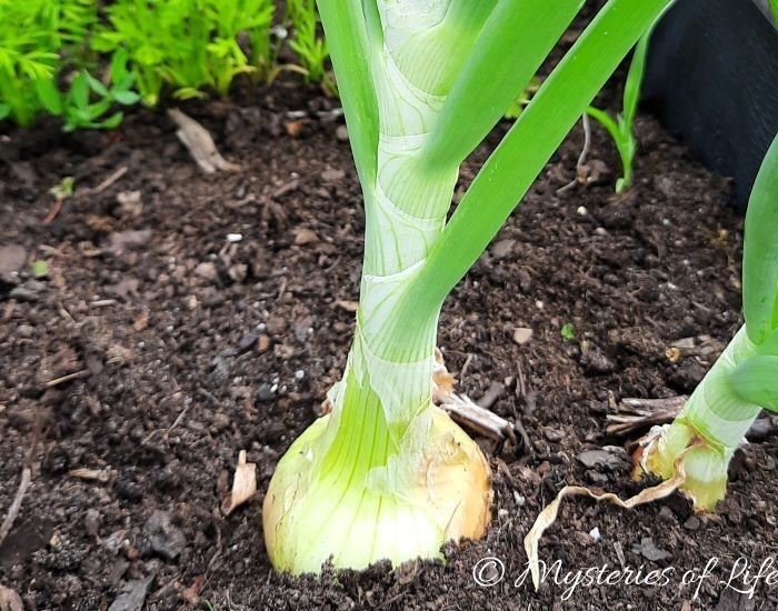 Cebula rosnąca na grządce.