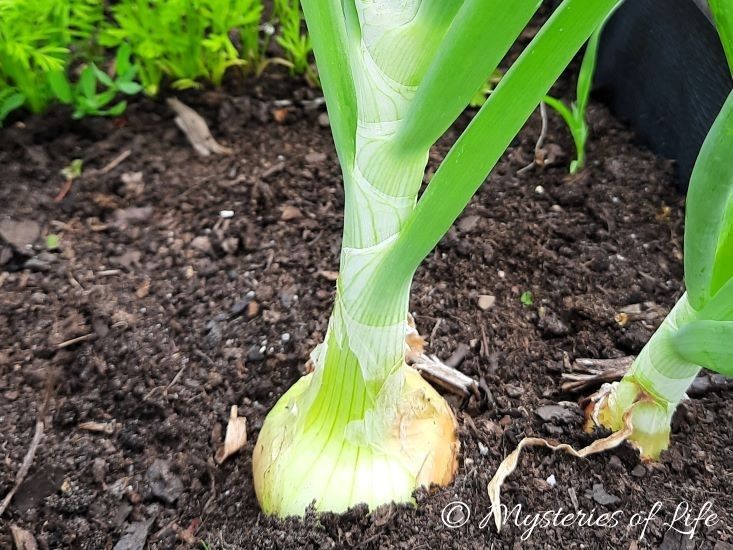 Cebula rosnąca na grządce.