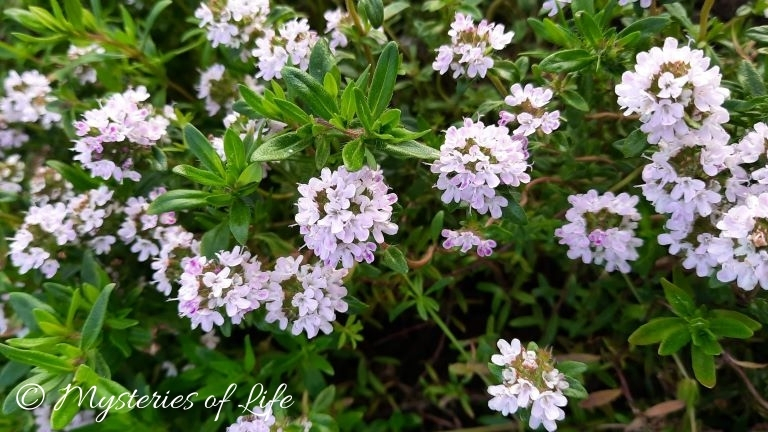 Cząber ogrodowy w pełni kwitnienia w ogródku ziołowym