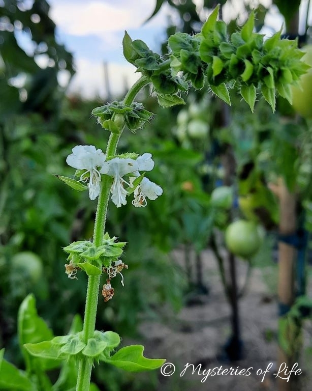 Biały kwiat bazylii