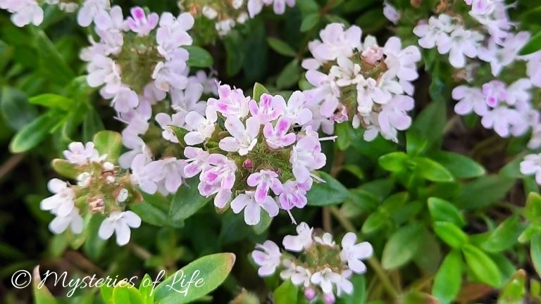 Różowobiałe kwiaty cząbru ogrodowego