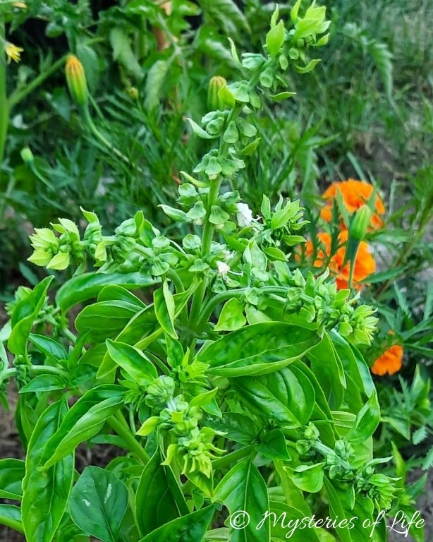 Bazylia w pełni kwitnienia w sierpniu