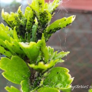 Hibiskus syryjski zasiedlony przez mszyce w ogrodzie ozdobnym