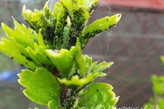 Hibiskus syryjski zasiedlony przez mszyce w ogrodzie ozdobnym