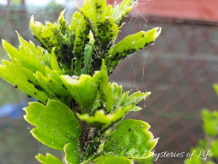 Hibiskus syryjski zasiedlony przez mszyce w ogrodzie ozdobnym