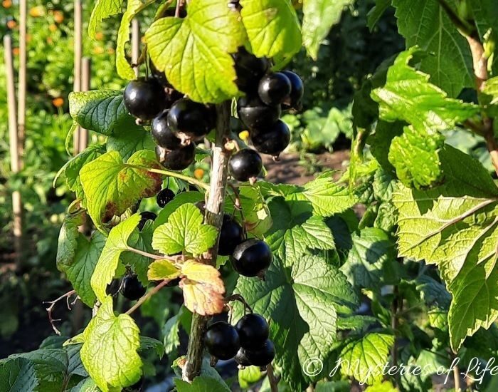 Owoce czarnej porzeczki gotowe do zbioru rosnące w ogrodzie działkowym