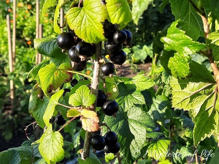Owoce czarnej porzeczki gotowe do zbioru rosnące w ogrodzie działkowym