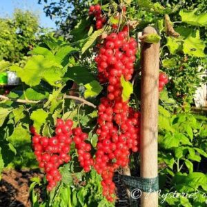 Długie, gęste grona czerwonej porzeczki rosnącej w jagodniku