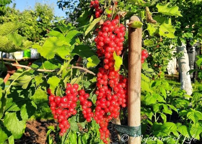 Długie, gęste grona czerwonej porzeczki rosnącej w jagodniku