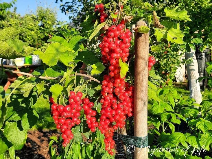 Długie, gęste grona czerwonej porzeczki rosnącej w jagodniku