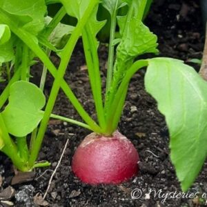 Dorodna rzodkiewka na grządce