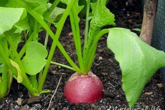 Dorodna rzodkiewka na grządce