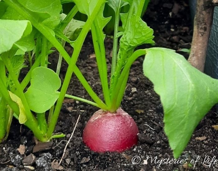 Dorodna rzodkiewka na grządce