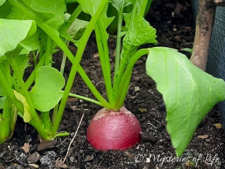 Dorodna rzodkiewka na grządce