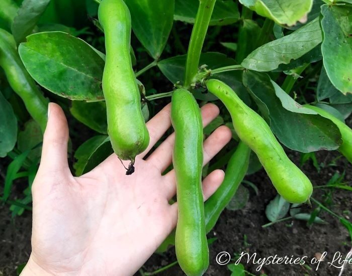 Bób - dojrzałe, zielone strąki gotowe do zbioru.