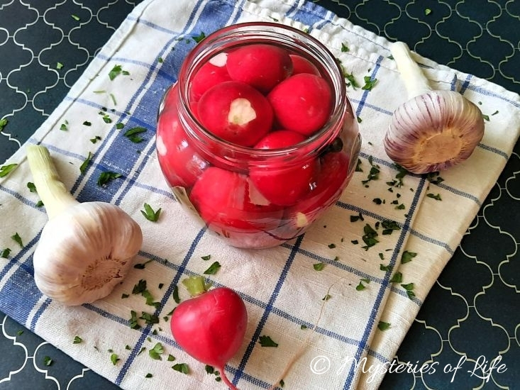 Kiszone rzodkiewki z czosnkiem w słoiku – przepis domowy.