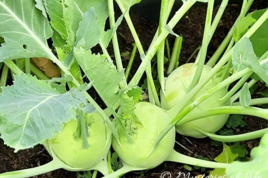 Trzy jasnozielone kalarepy rosnące na ciemnej, wilgotnej glebie z zielonymi liśćmi.