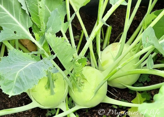Trzy jasnozielone kalarepy rosnące na ciemnej, wilgotnej glebie z zielonymi liśćmi.