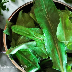 Szczaw do słoika – domowy przepis na zachowanie smaku świeżego szczawiu z ogrodu.