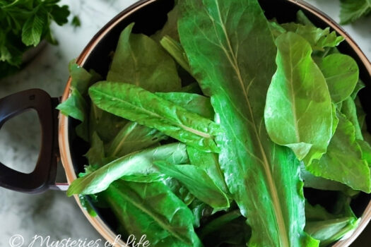 Szczaw do słoika – domowy przepis na zachowanie smaku świeżego szczawiu z ogrodu.