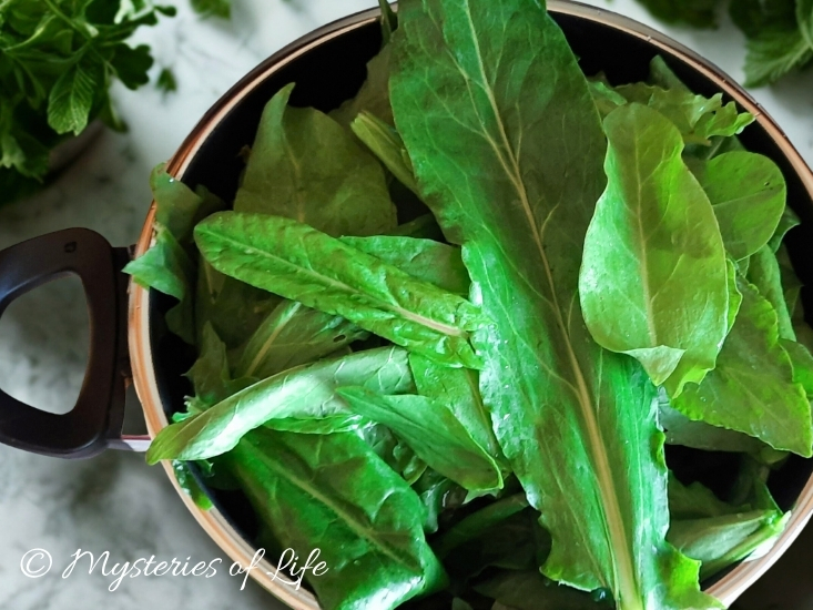 Szczaw do słoika – domowy przepis na zachowanie smaku świeżego szczawiu z ogrodu.