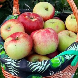 Naturalny wosk na jabłkach w koszyku