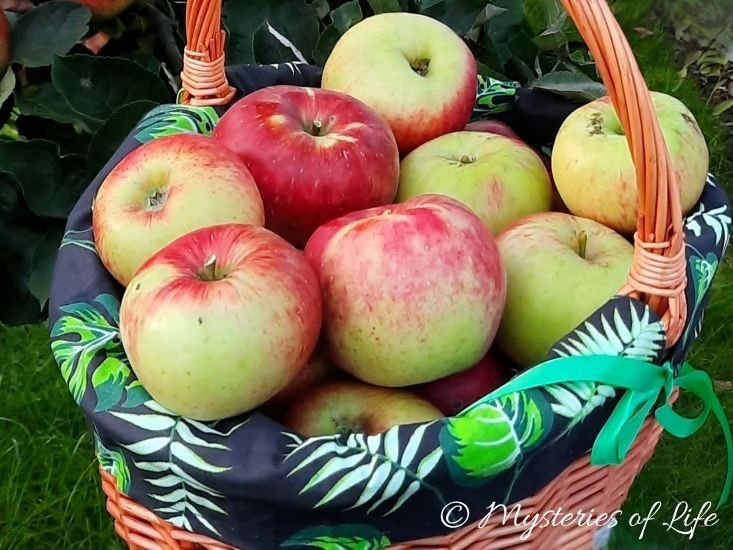 Naturalny wosk na jabłkach w koszyku
