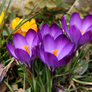 Prace ogrodowe w marcu – wiosenne wysiewy i sadzenie roślin