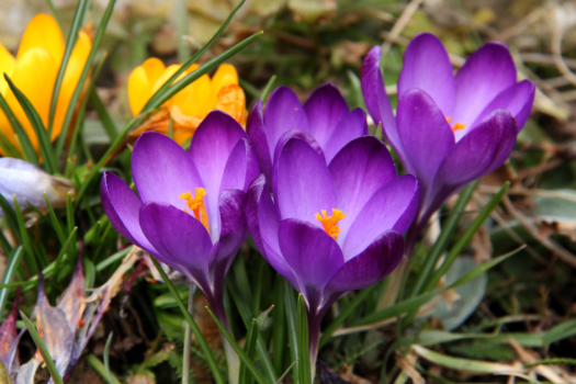 Prace ogrodowe w marcu – wiosenne wysiewy i sadzenie roślin