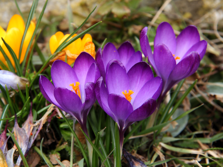 Prace ogrodowe w marcu – wiosenne wysiewy i sadzenie roślin