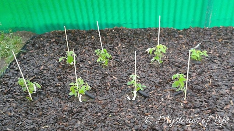 Nowe krzewy malin sadzone w marcu do gruntu