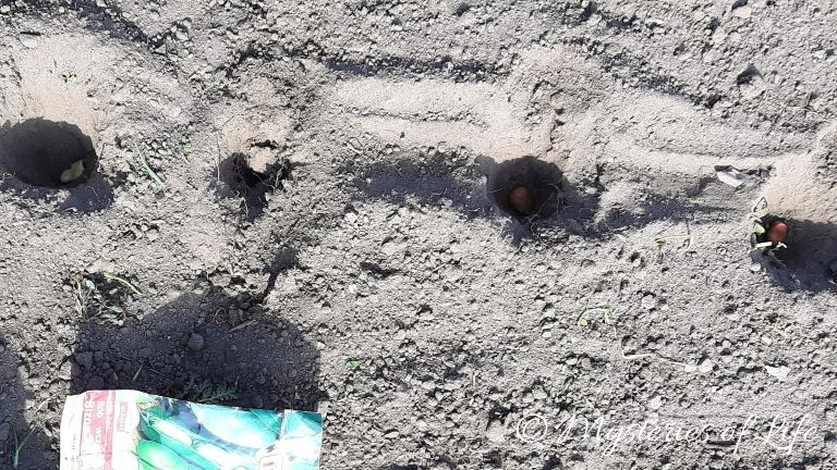 Wysiew nasion bobu do gruntu w marcu