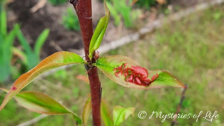 Kędzierzawość liści brzoskwini zwalczamy w marcu