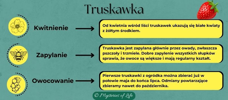 Etapy rozwoju truskawek: kwitnienie, zapylanie i owocowanie.