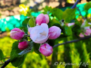 Różowe pąki jabłoni w kwietniowym sadzie - prace ogrodowe w kwietniu