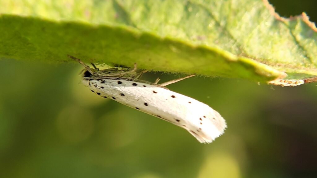 Dorosły namiotnik jabłoniowy motyl