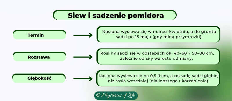 pomidor - siew i sadzenie pomidorów krok po kroku
