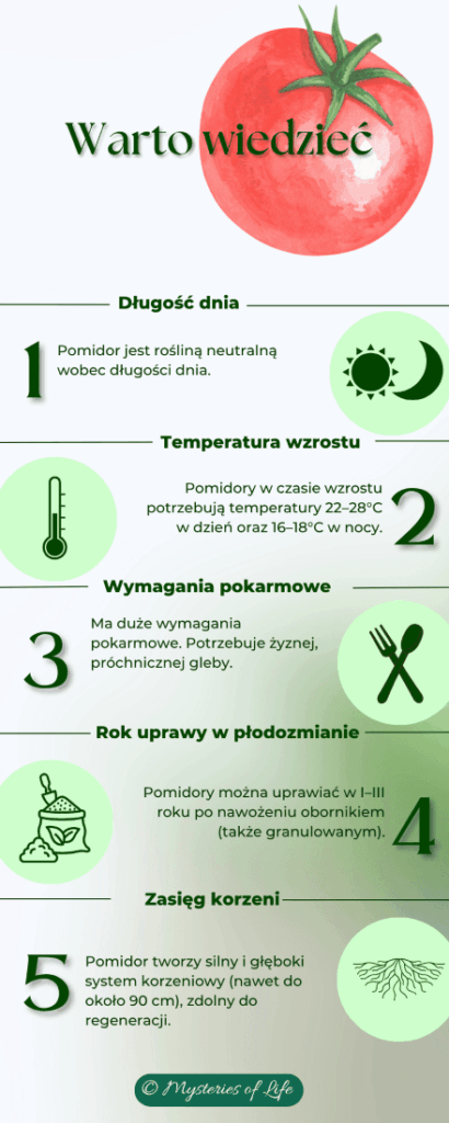 pomidor uprawa – najważniejsze informacje (infografika)