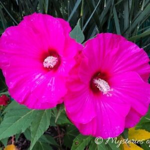 Prace ogrodowe w sierpniu – kwitnący hibiskus bylinowy w ogrodzie