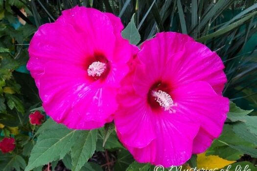 Prace ogrodowe w sierpniu – kwitnący hibiskus bylinowy w ogrodzie