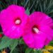 Prace ogrodowe w sierpniu – kwitnący hibiskus bylinowy w ogrodzie