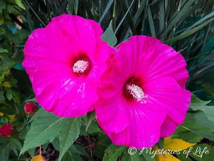 Prace ogrodowe w sierpniu – kwitnący hibiskus bylinowy w ogrodzie